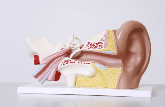 A model of the ear to help explain the types of hearing loss in Indiana.